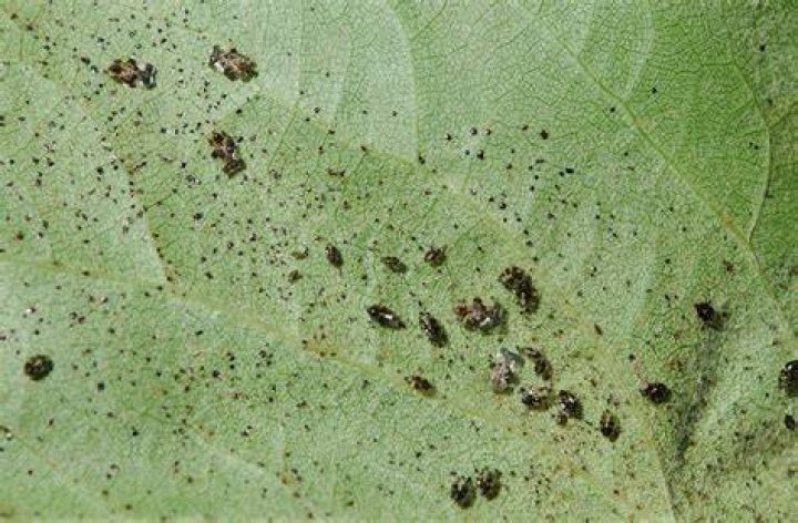 What insect leaves black droppings?
