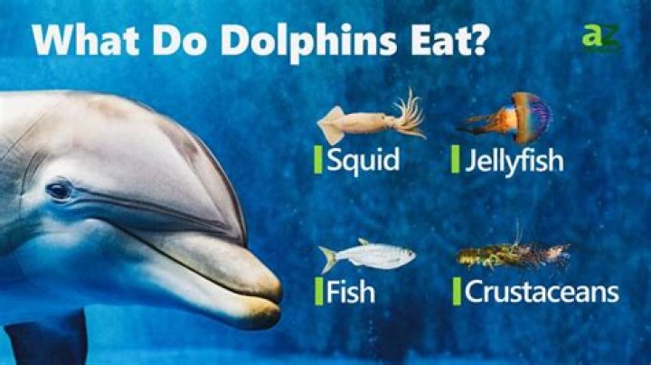 What is a Bottlenose dolphins favorite food?