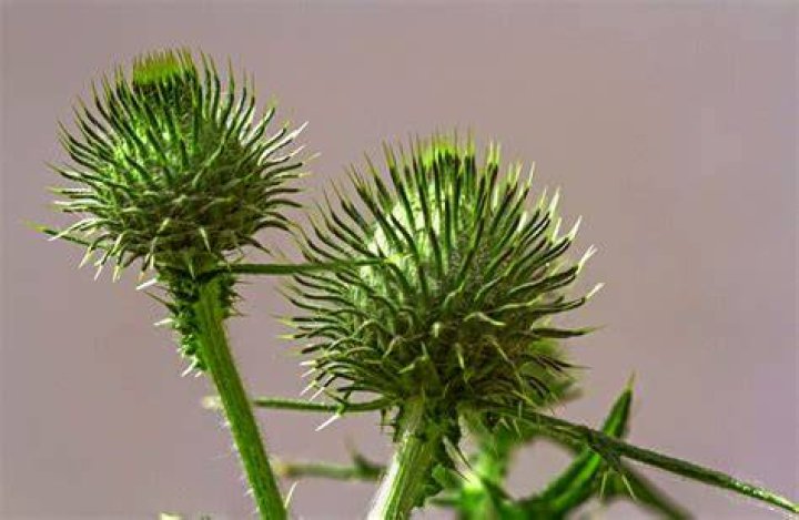 What is a burr plant?