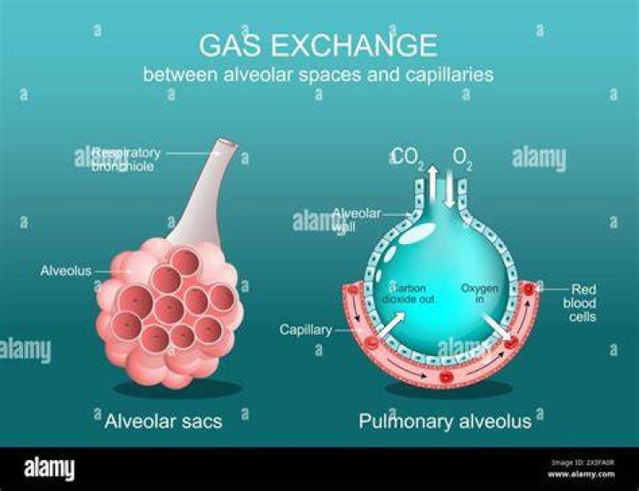 What is a capillary membrane?