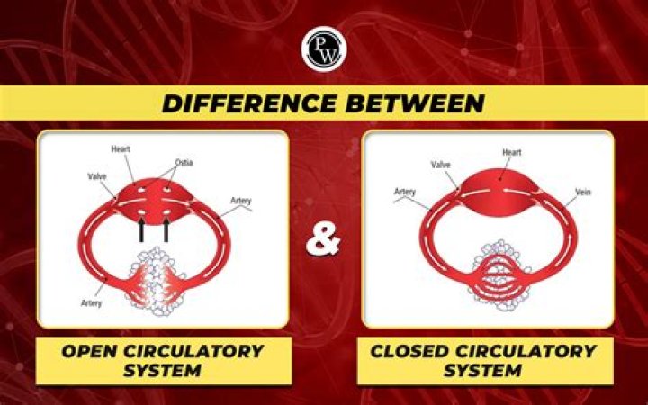 What is a closed rear zone?