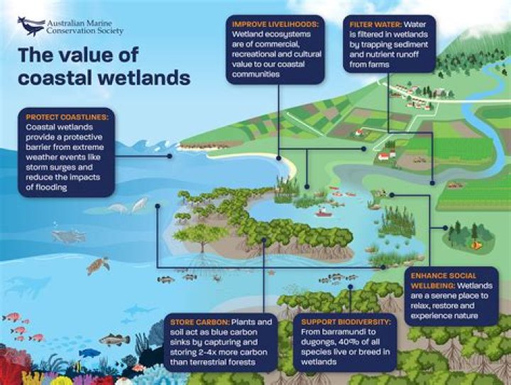 What is a coastal vegetation?