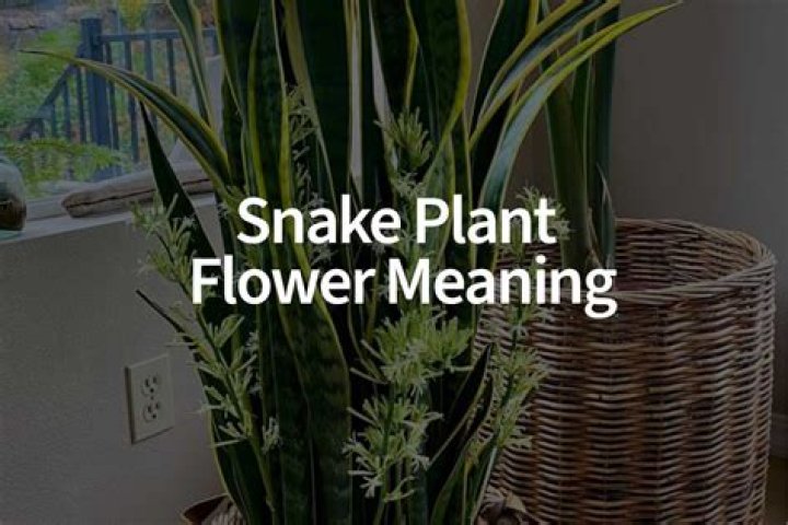 What is a Cruss plant?