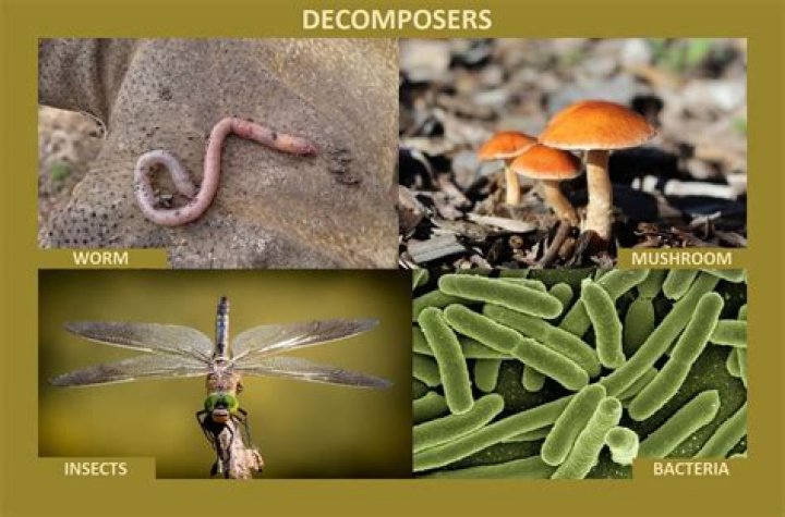 What is a decomposer in a food web?