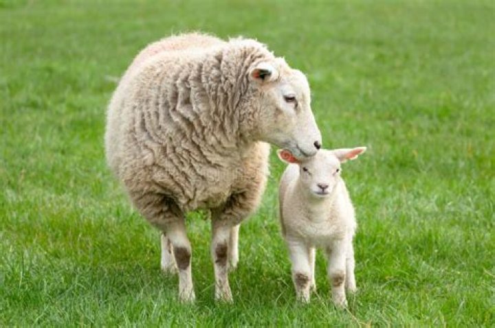 What is a ewe?