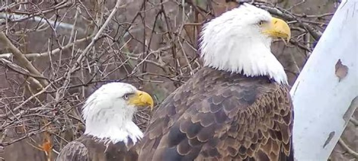 What is a female eagle called?