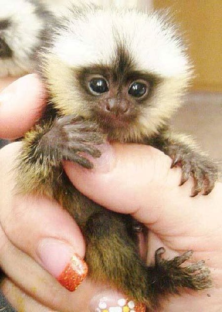 What is a fingerling monkey?