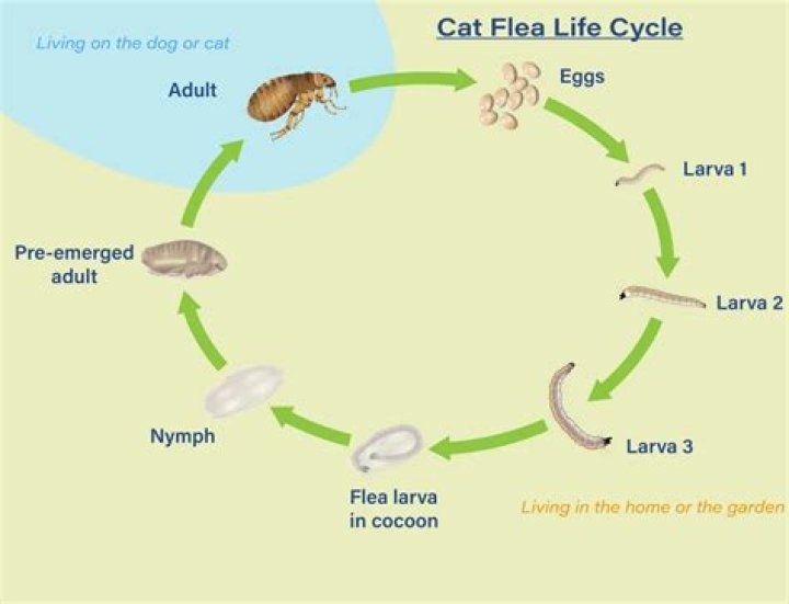 What is a fleas life cycle?