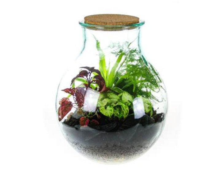 What is a garden in a bottle called?