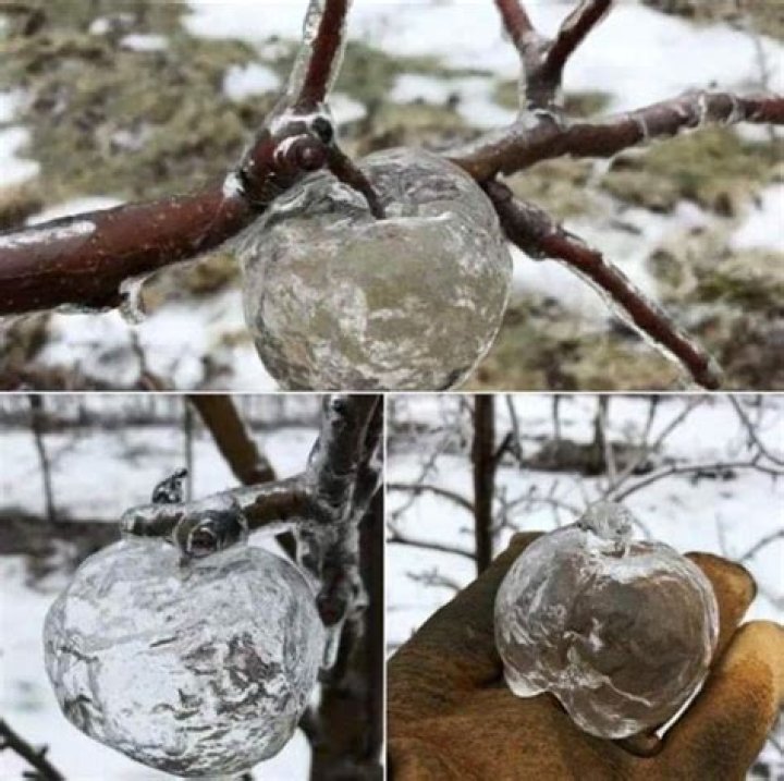 What is a ghost Apple?