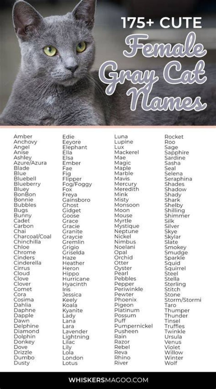 What is a good name for a GREY kitten?