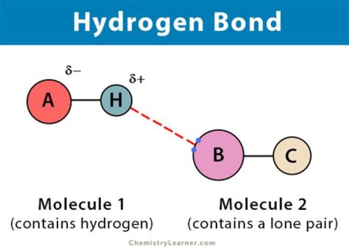 What is a hydrogen bond acceptor?