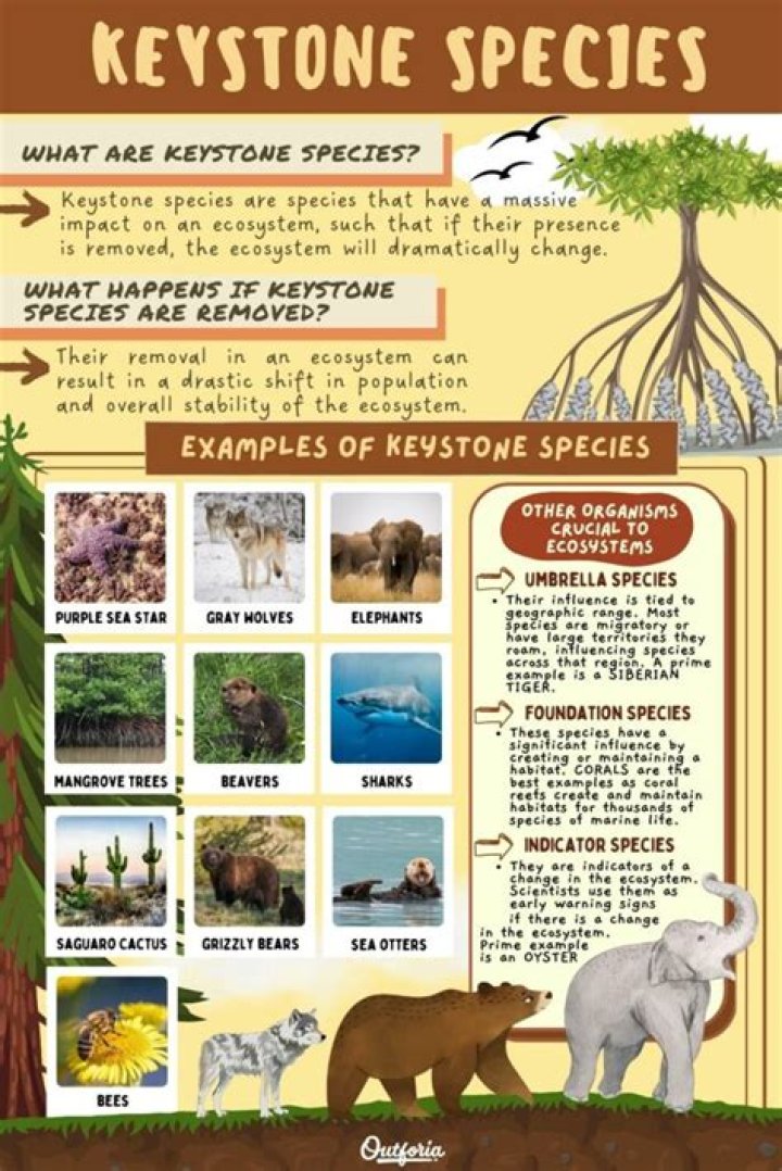 What is a keystone species and why are they important?