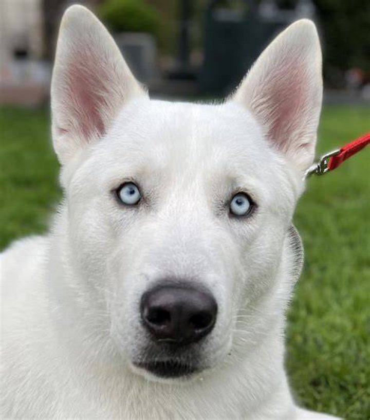 What is a lab husky mix called?