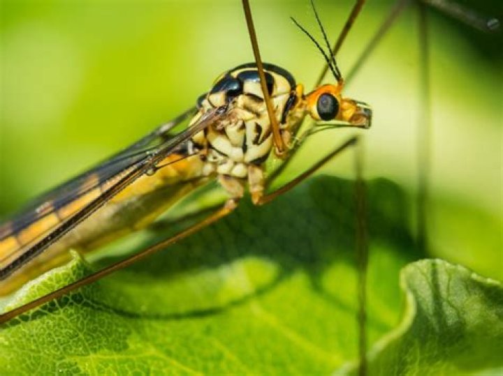 What is a leather jacket bug?