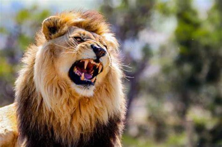 What is a lion known for?