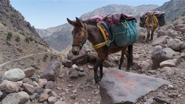 What is a mule driver?