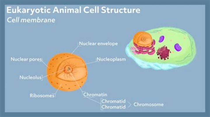 What is a nickname for lysosomes?