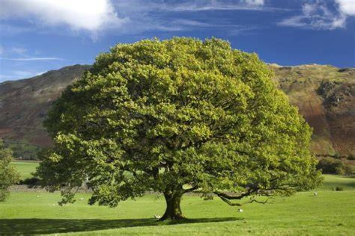 What is a Oak tree look like?