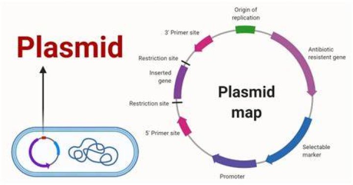 What is a plasmid in biotechnology?
