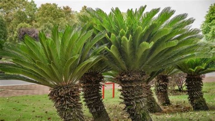 What is a sago tree?