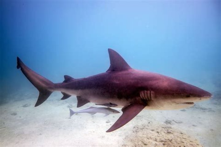 What is a shark specialist called?