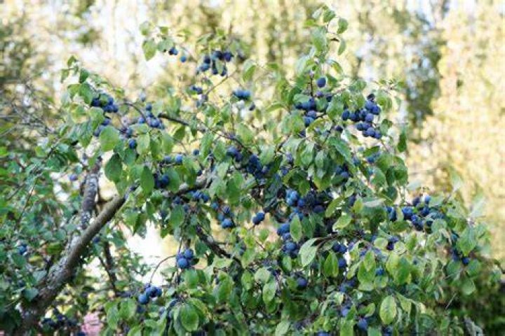 What is a sloe berry?