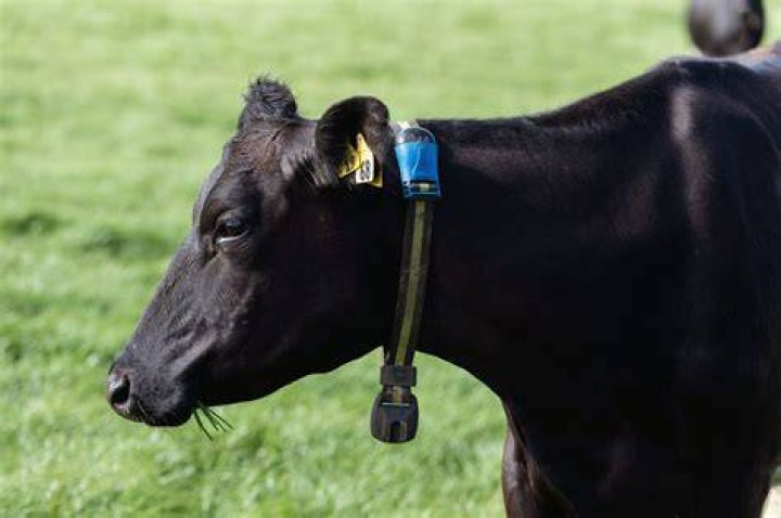 What is a tag collar?