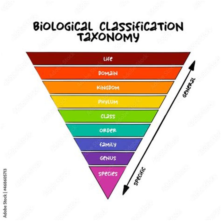 What is a taxa in biology?