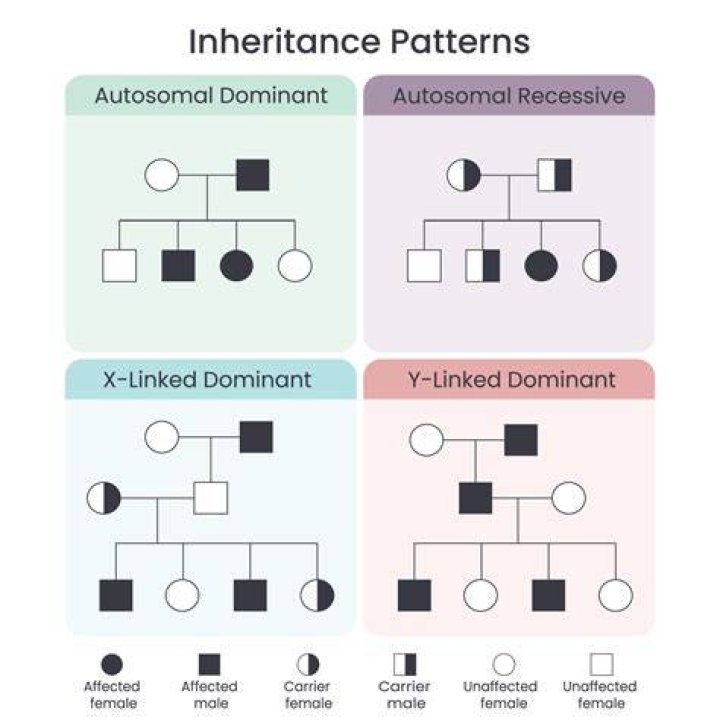 What is a vertical pattern of inheritance?