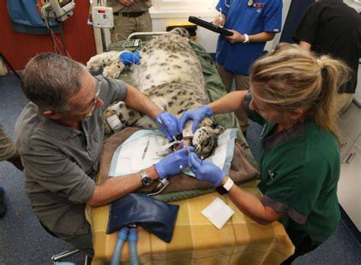 What is a vet surgeon called?