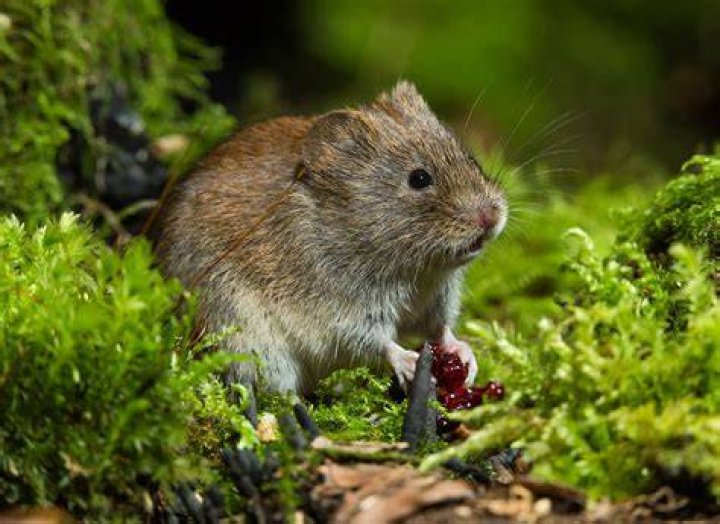 What is a vole rodent?