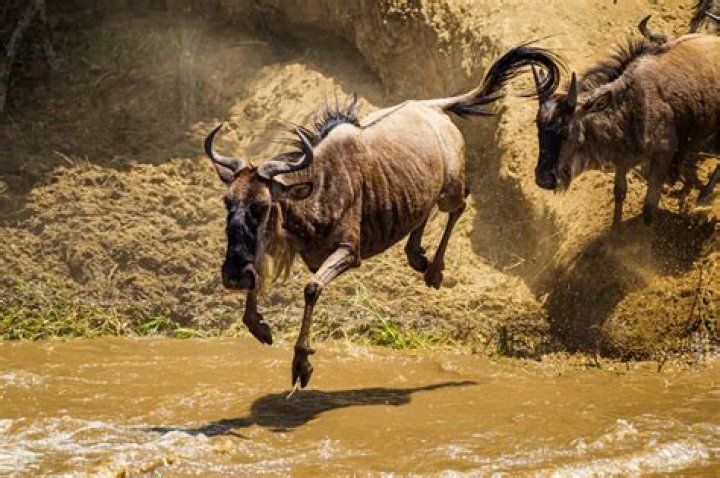 What is a wild beast animal?