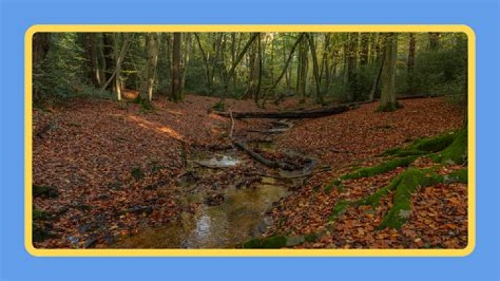What is a woodland forest?
