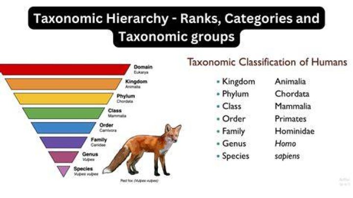 What is an acronym for taxonomy?