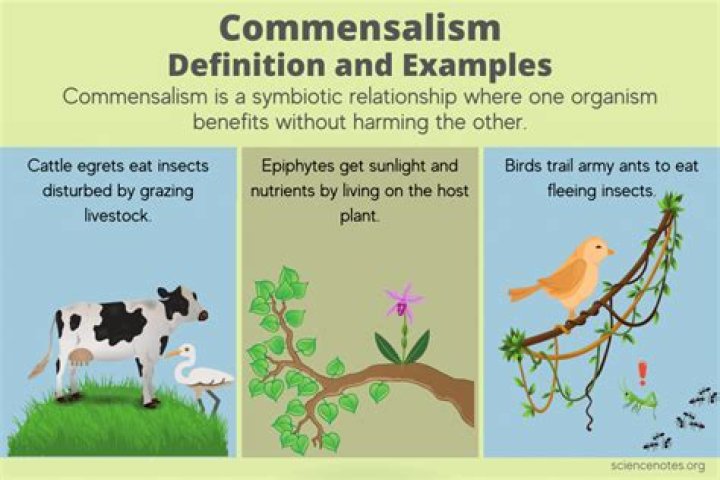 What is an example of a Commensalism?