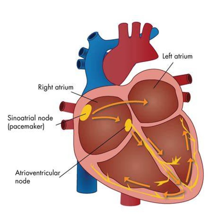 What is an instrument for recording activity of the heart called?