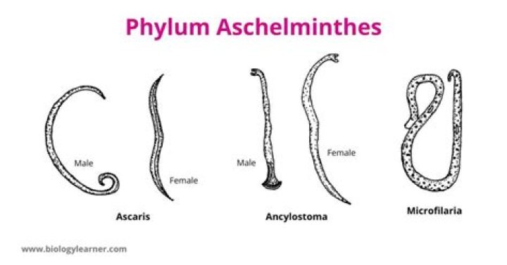 What is another name of Aschelminthes?