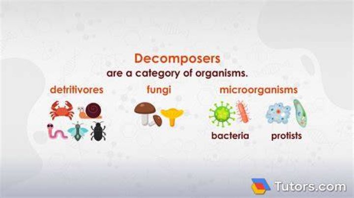What is another word for Decomposer?