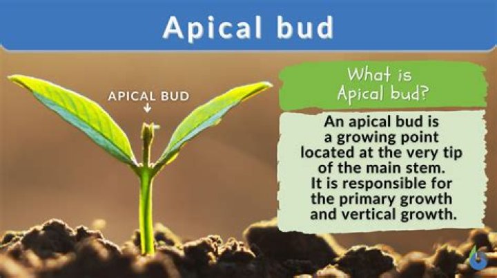 What is apical bud and lateral bud?