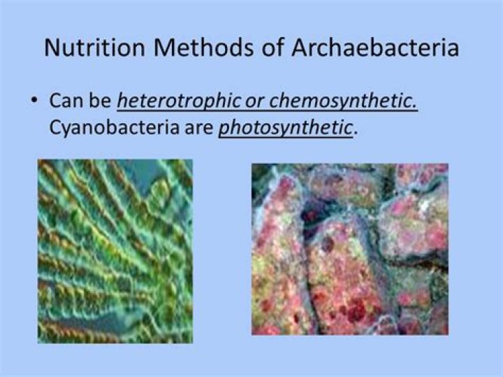 What is archaebacteria mode of nutrition?