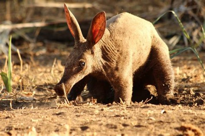 What is Arthur animal?