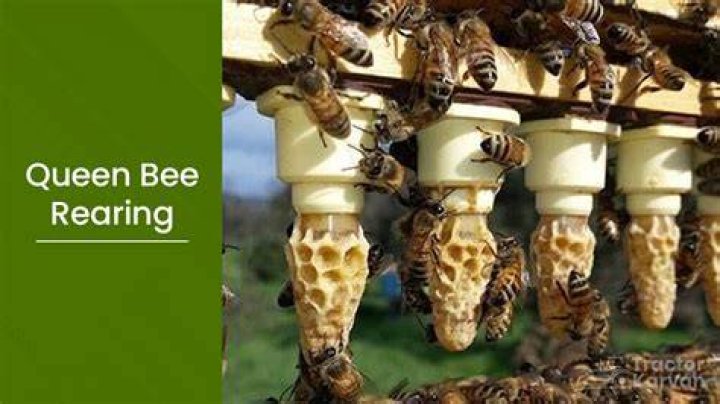 What is bee rearing?