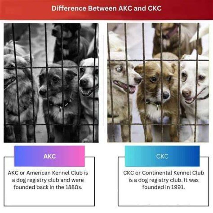 What is better CKC or AKC?