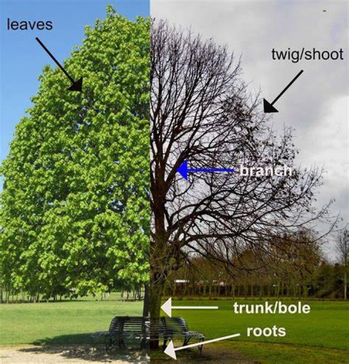 What is called a tree?