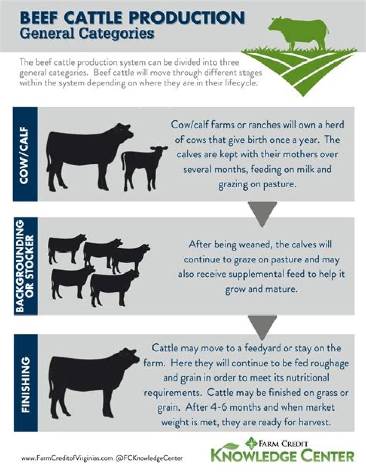What is cattle blood used for?