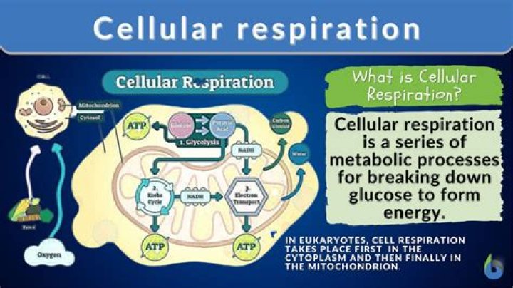 What is cellular respiration quizlet?