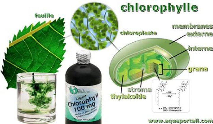 What is chlorophyll very short answer?