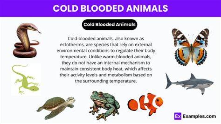What is cold blooded animal?