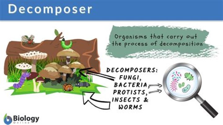 What is decomposition Name two types of decomposers and describe their importance?